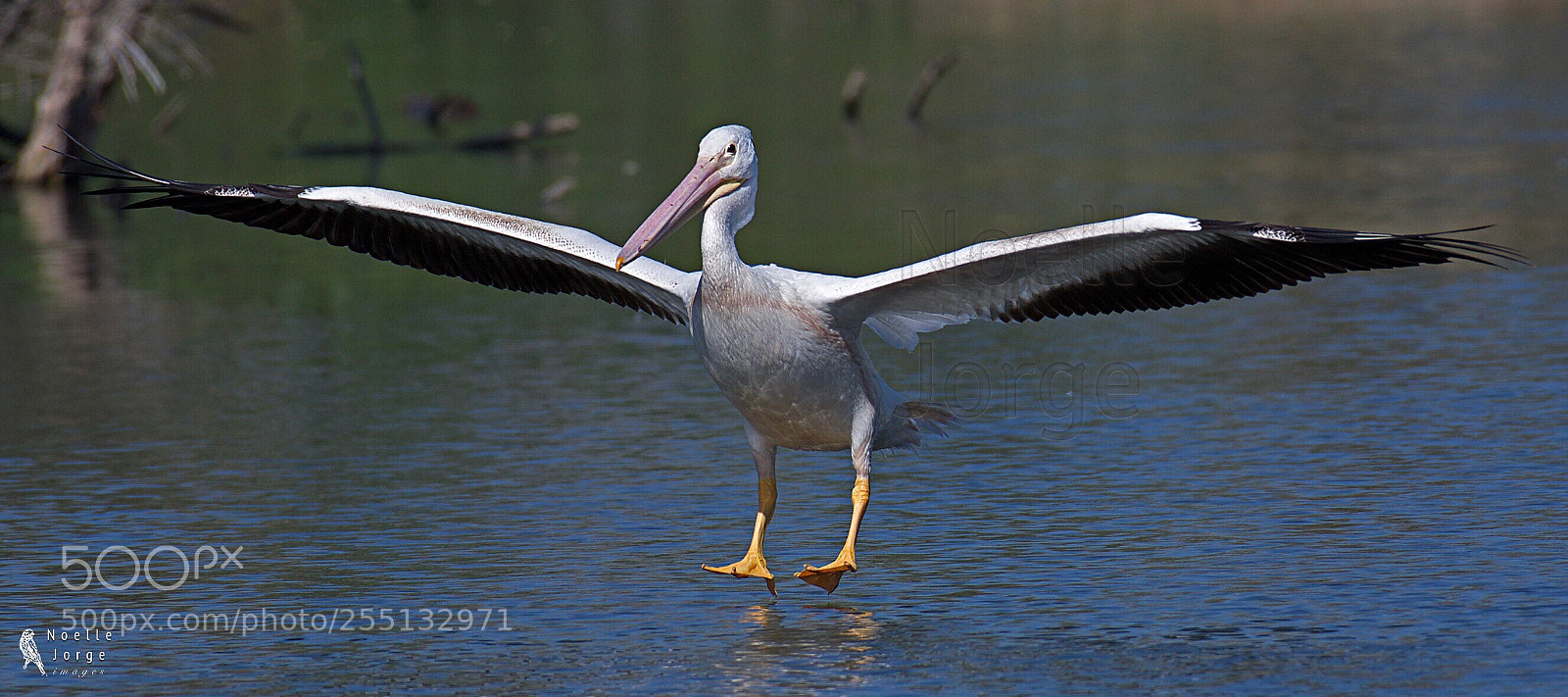 Nikon D500 sample photo. Clear for landing photography