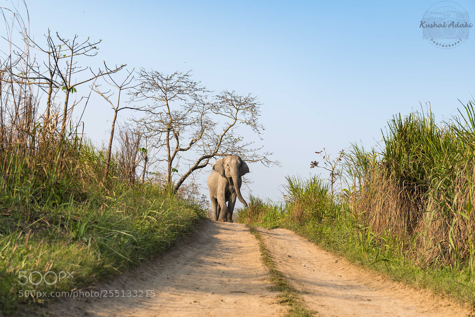 Nikon D500 sample photo. Asiatic elephant photography