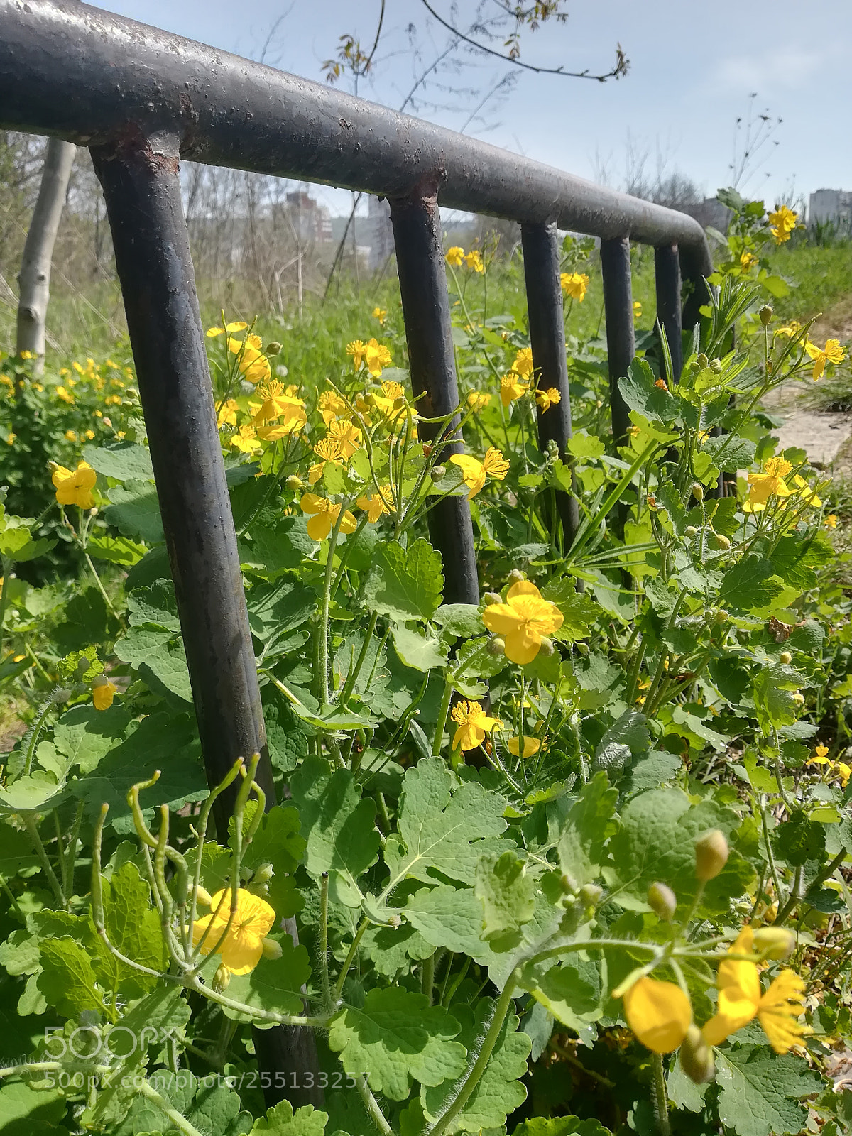 HUAWEI P10 lite sample photo. Nature takes over photography