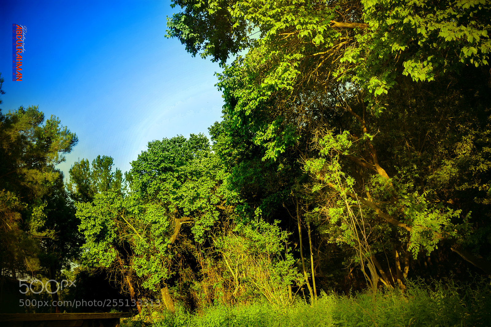 Nikon D5300 sample photo. Kusadsi turkey photography