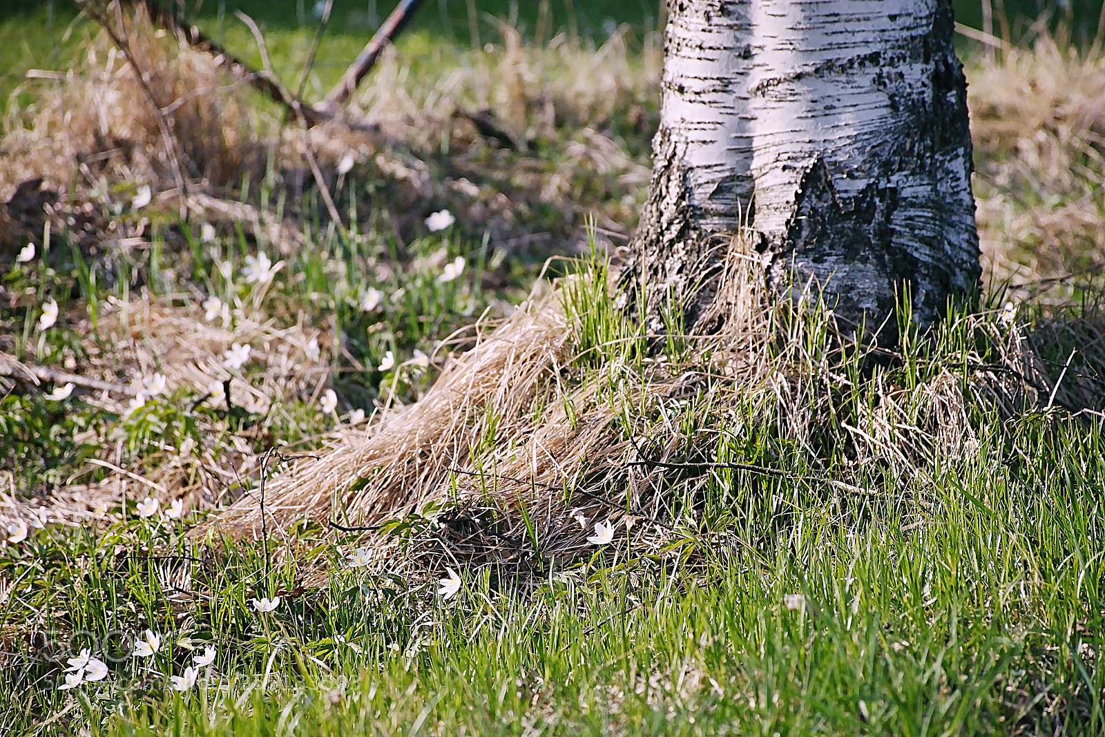 Nikon D5300 sample photo. Detail of spring nature photography