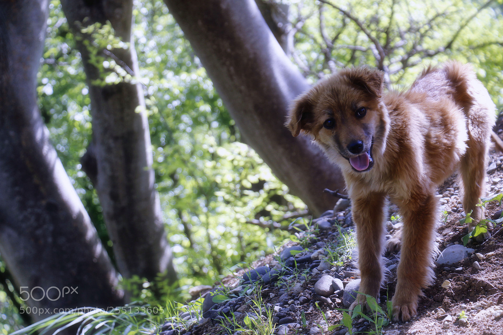 Canon EOS 7D Mark II sample photo. Puppy photography