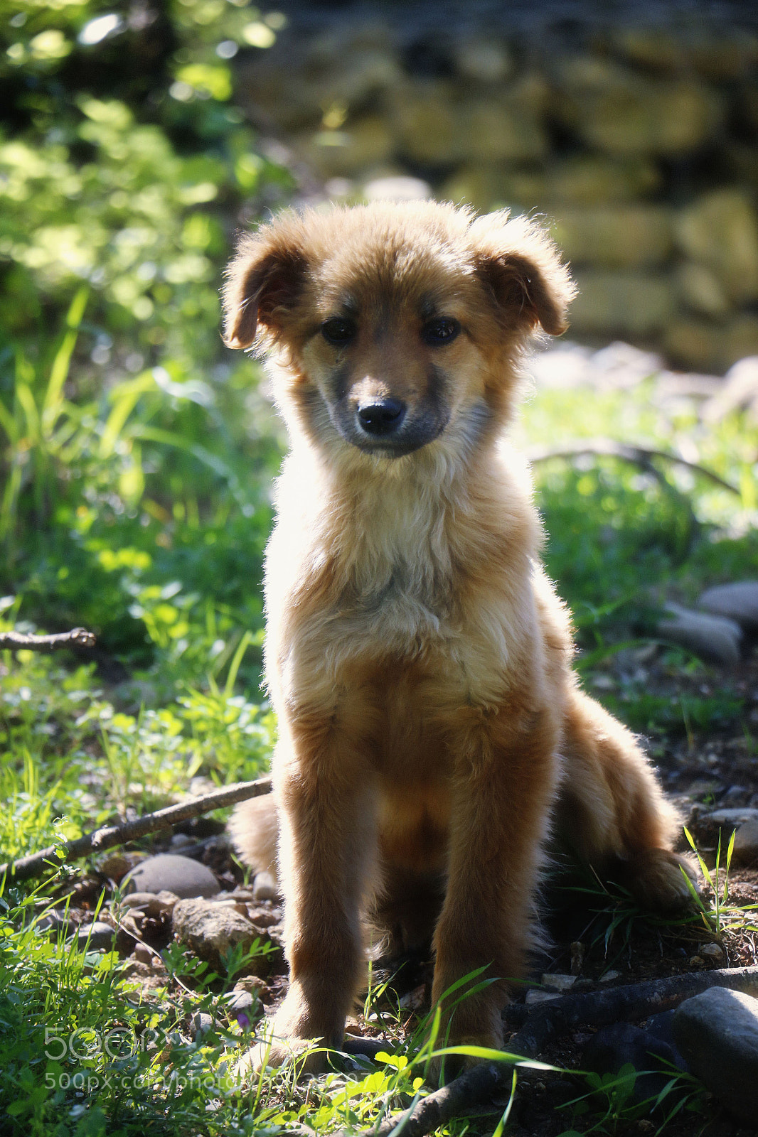 Canon EOS 7D Mark II sample photo. Puppy photography