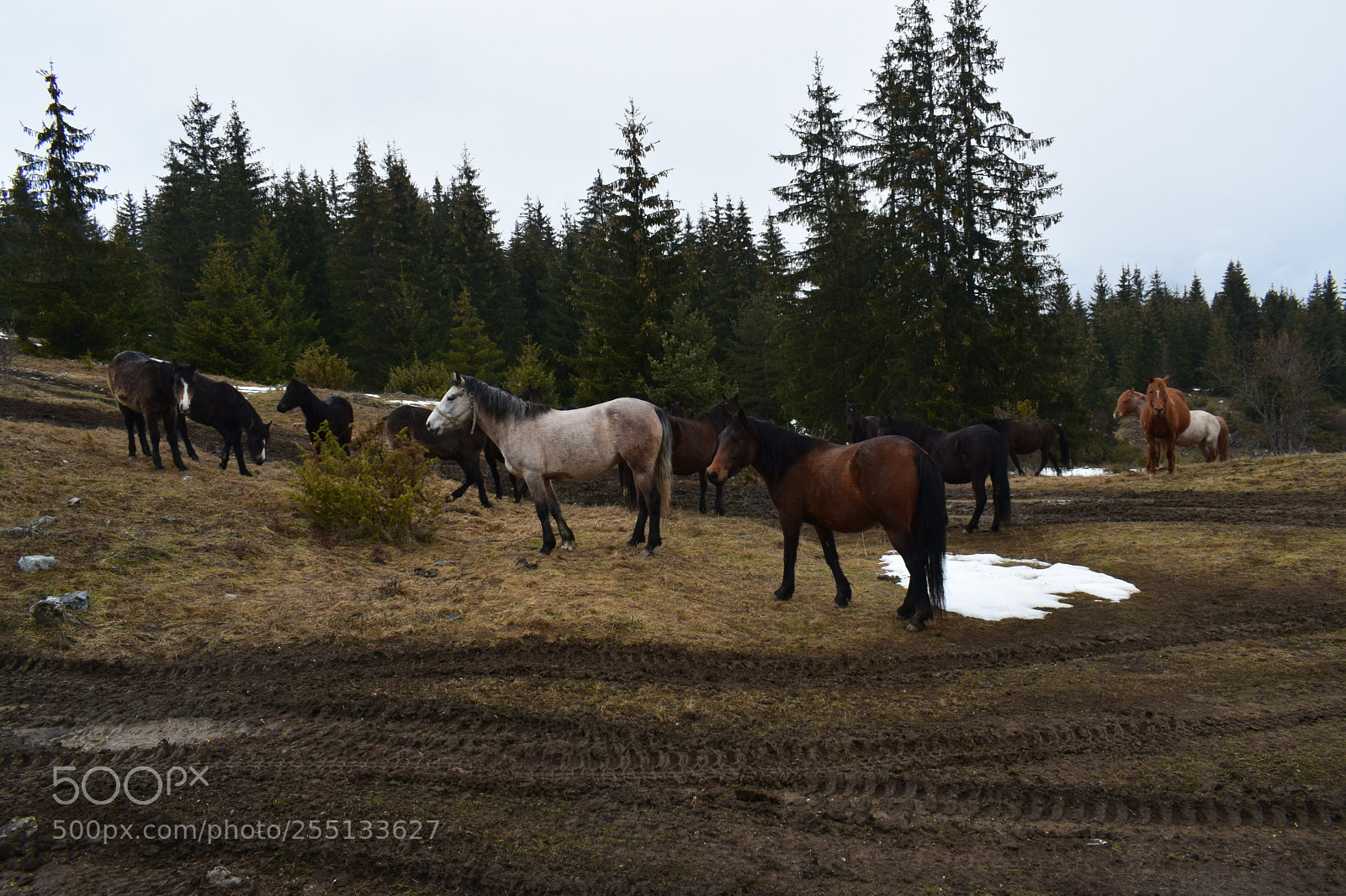 Nikon D3300 sample photo. Into the wild photography