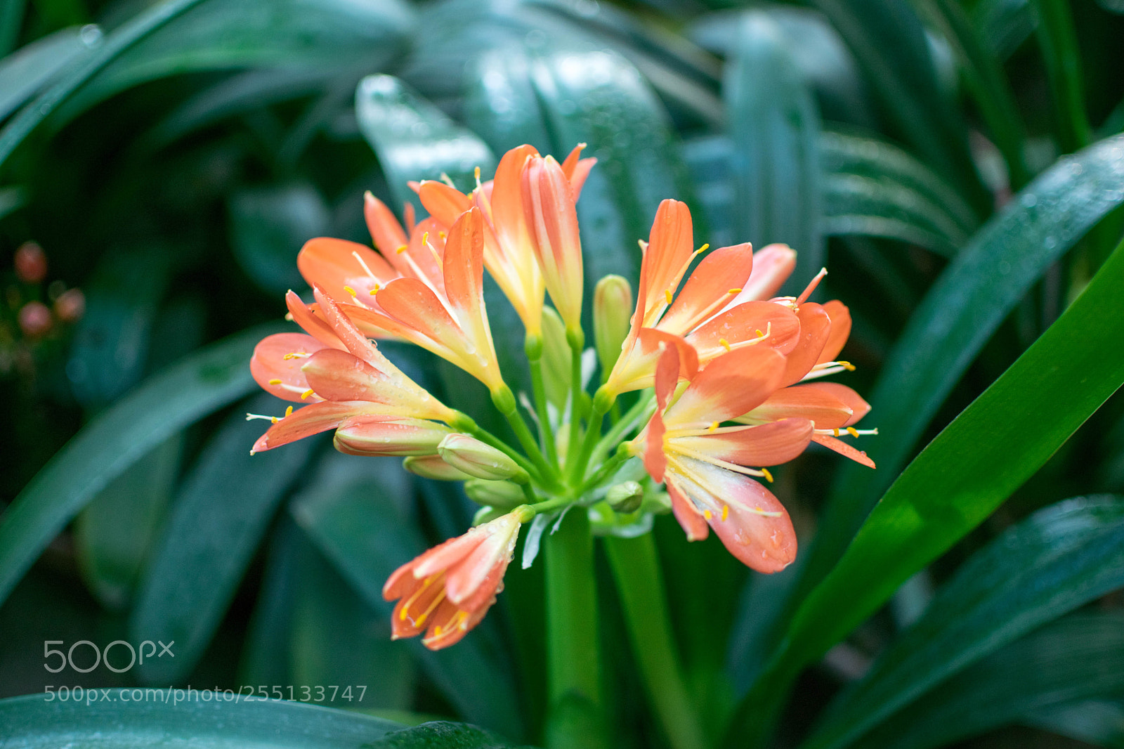 Nikon D5300 sample photo. Flowers photography