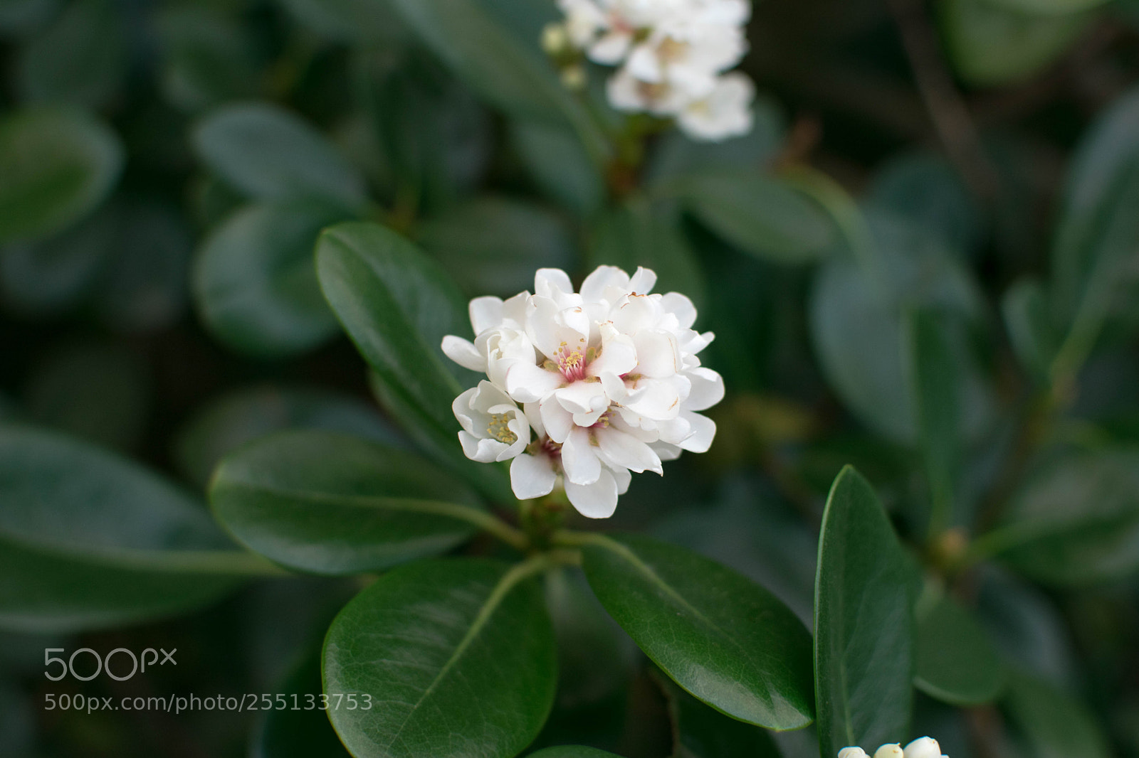 Nikon D5300 sample photo. Flowers photography
