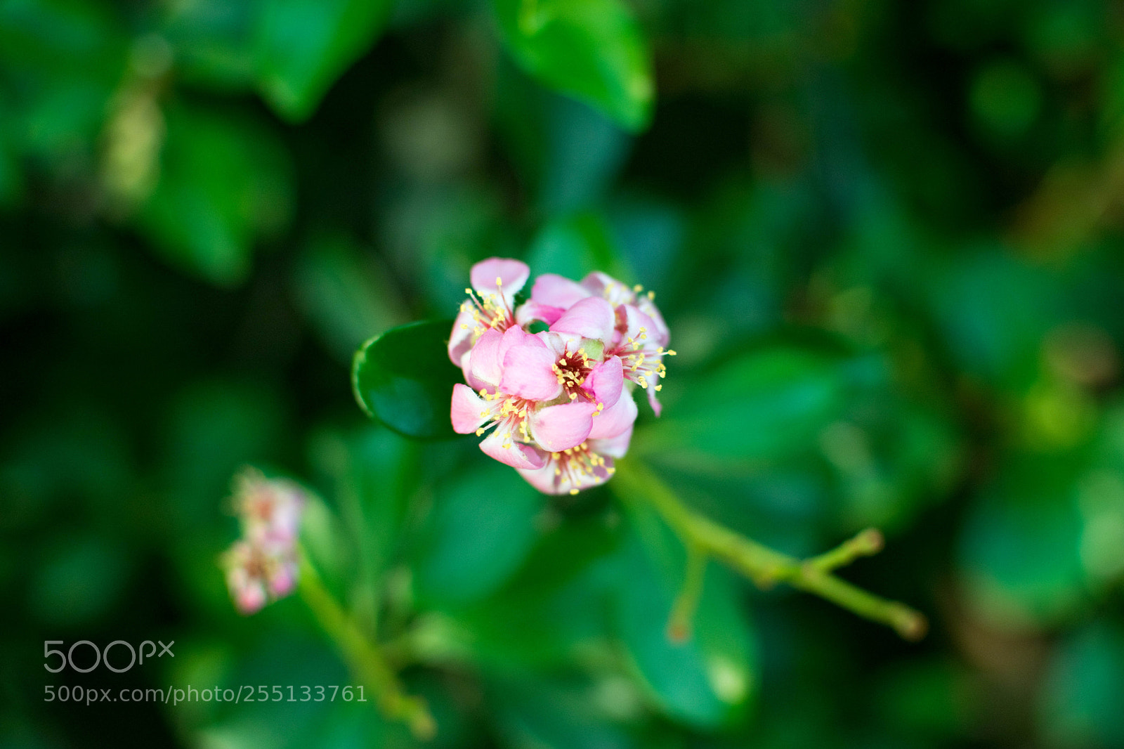 Nikon D5300 sample photo. Flowers photography