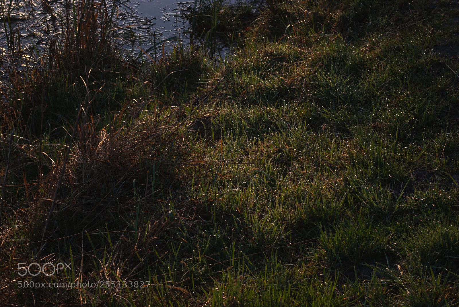Pentax K10D sample photo. Morning photography