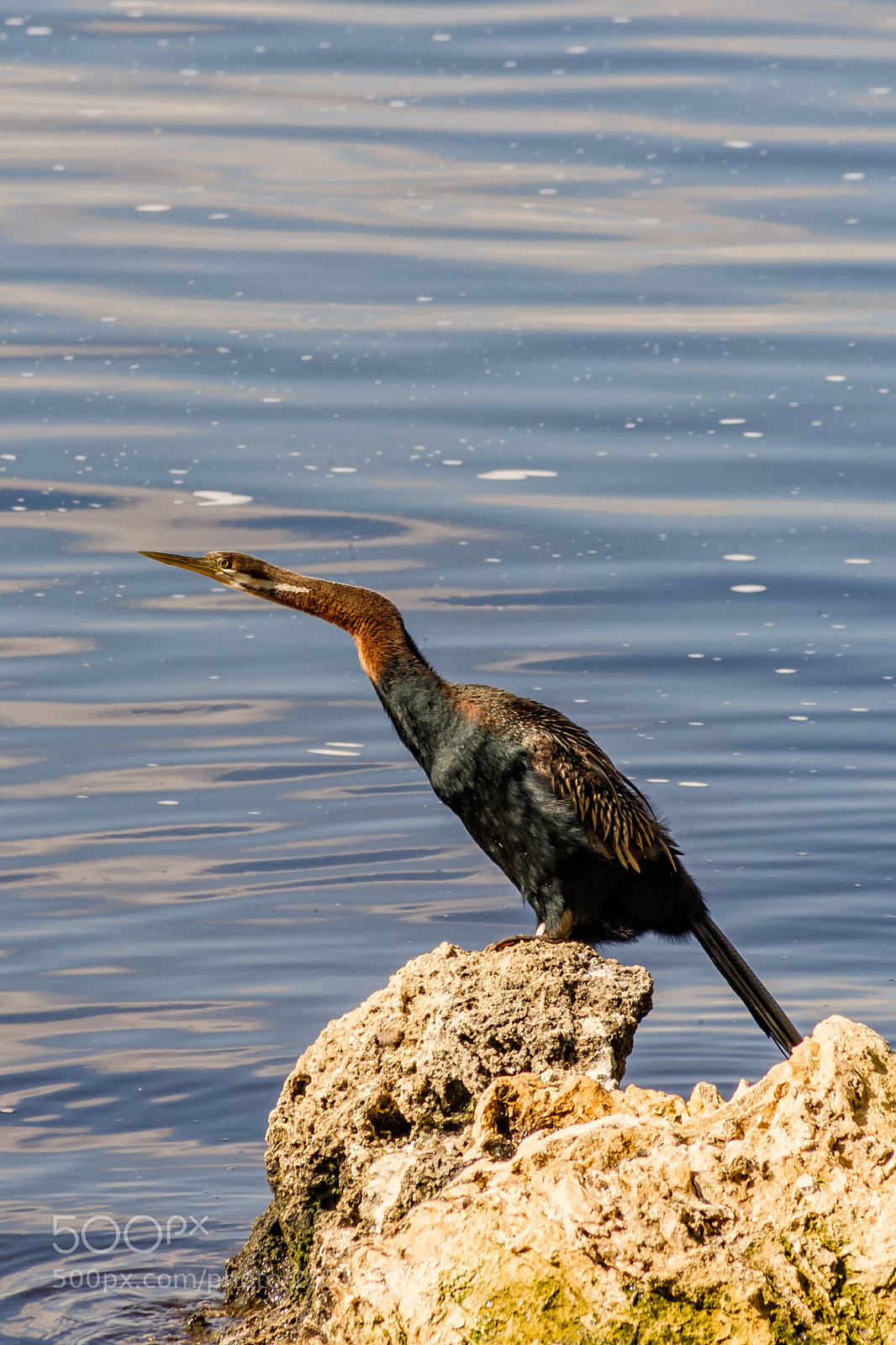 Canon EOS 5D sample photo. Claisebrook cove photography