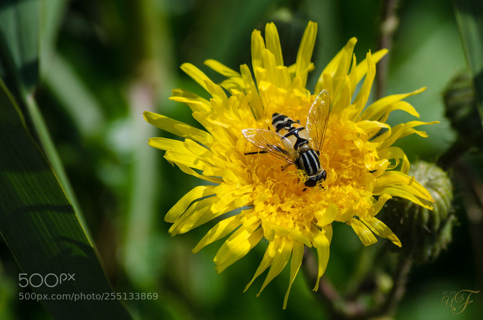 Nikon D5100 sample photo. Schwebfliege auf löwenzahn ! photography