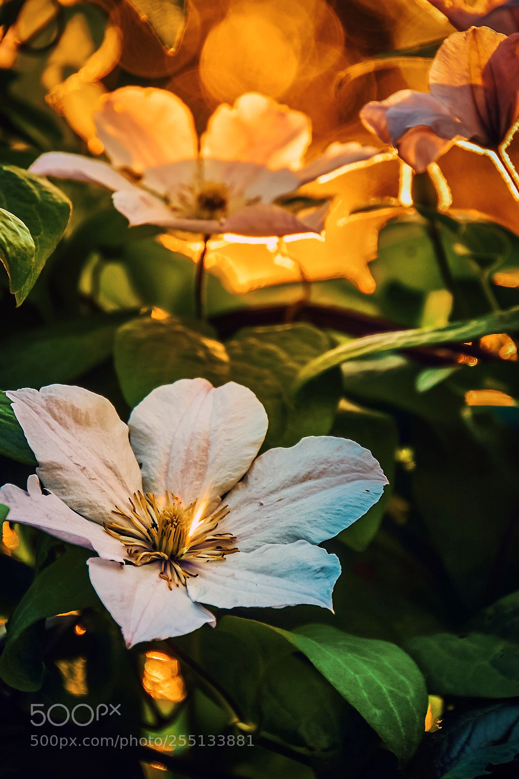 Sony a6000 sample photo. Закат photography