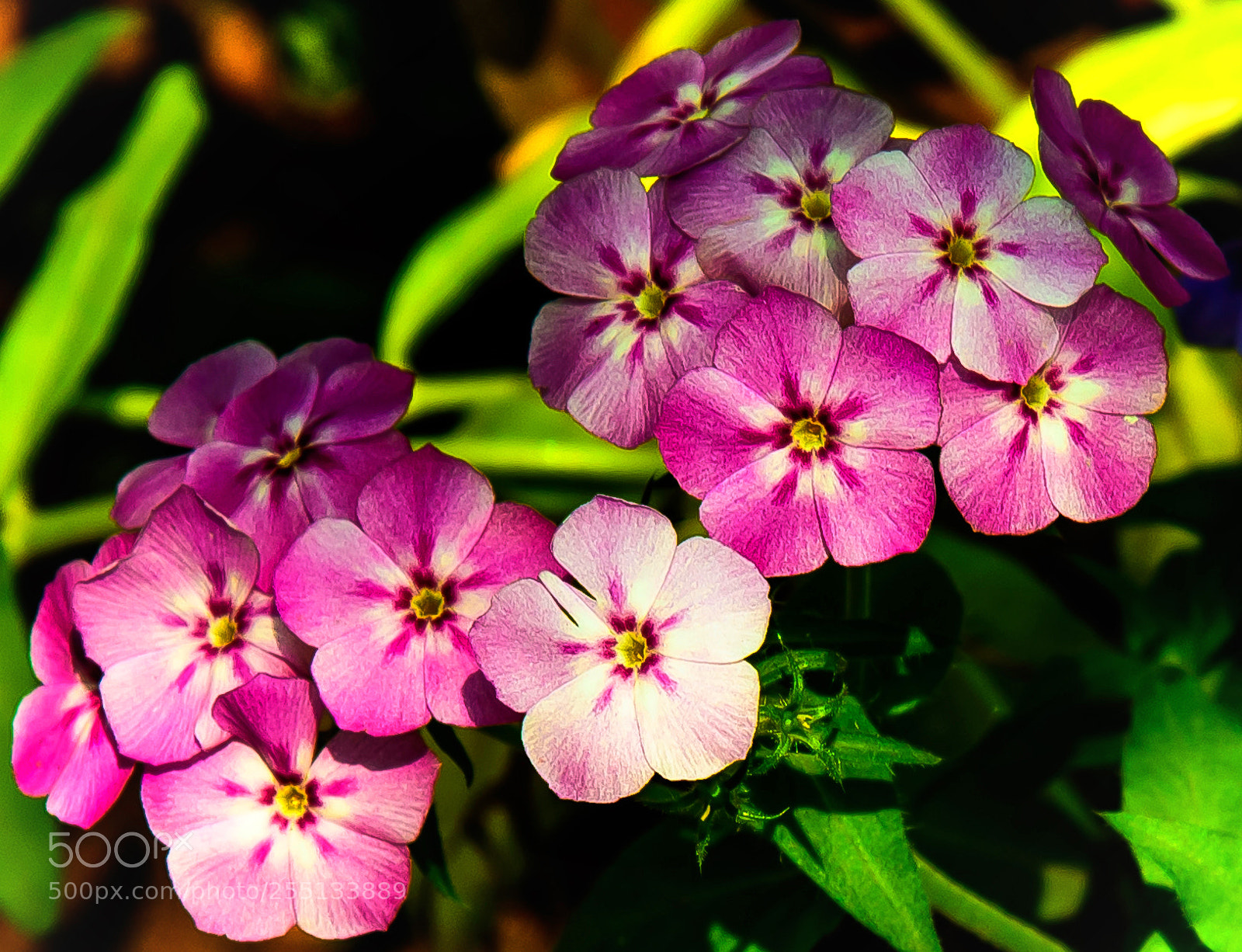 Nikon D810 sample photo. Blooms!! photography