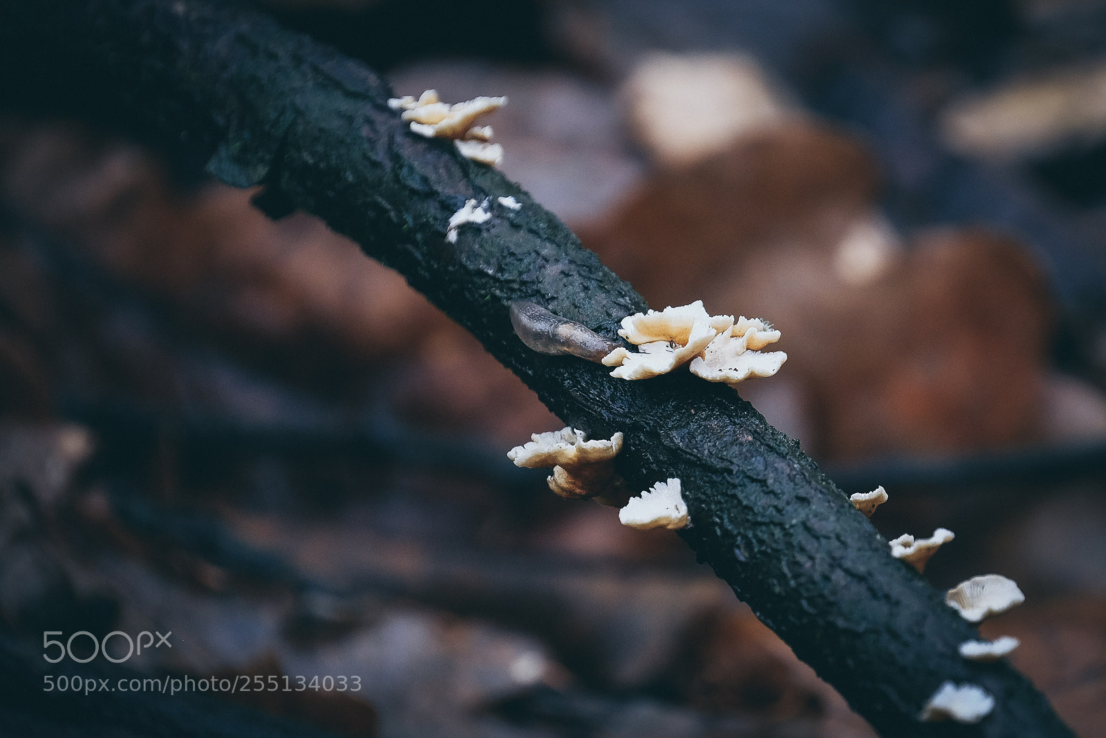 Fujifilm X-T1 sample photo. Autumn snail photography