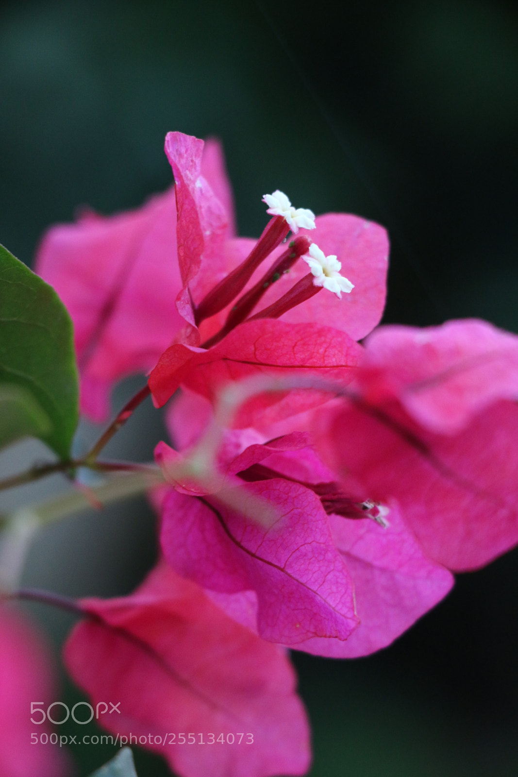 Canon EOS 70D sample photo. Flowers photography