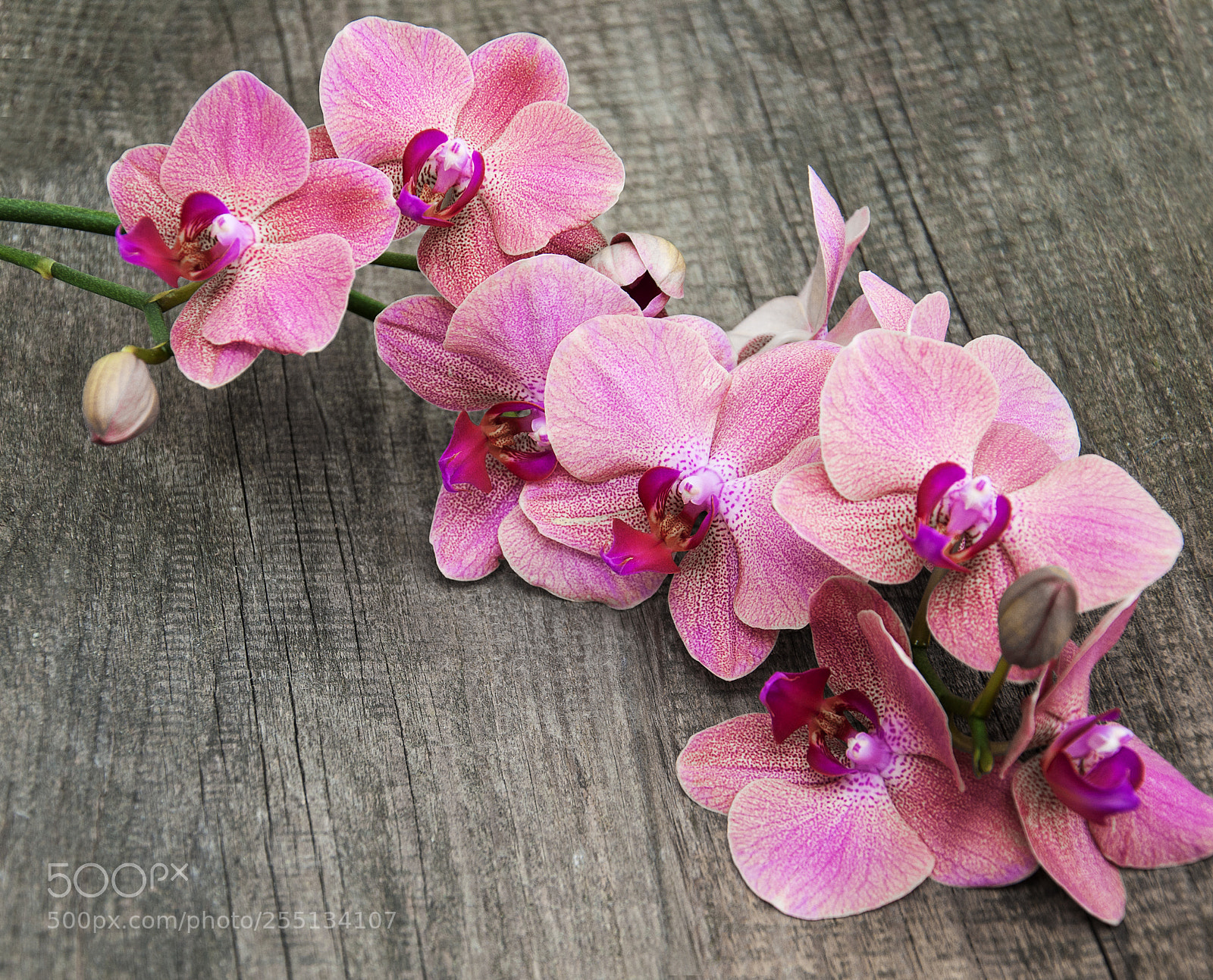 Nikon D90 sample photo. Pink orchids flowers photography