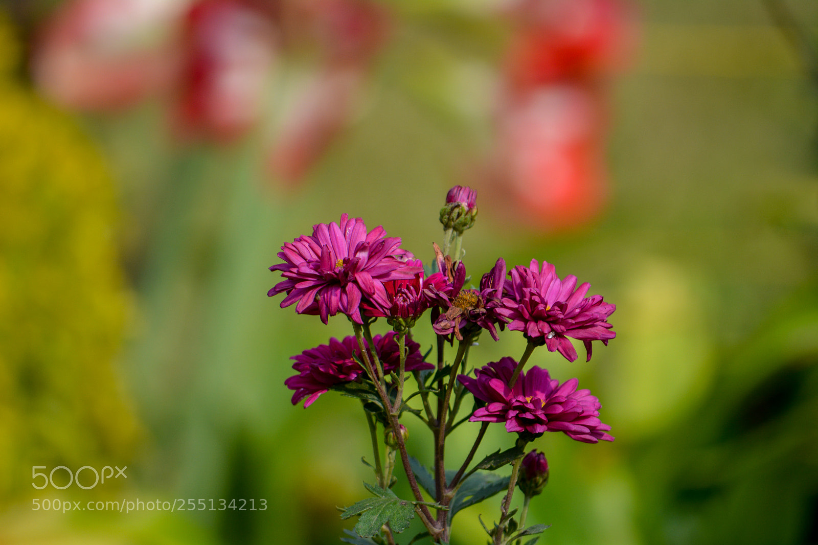 Nikon D5200 sample photo. Gerbera daisy photography