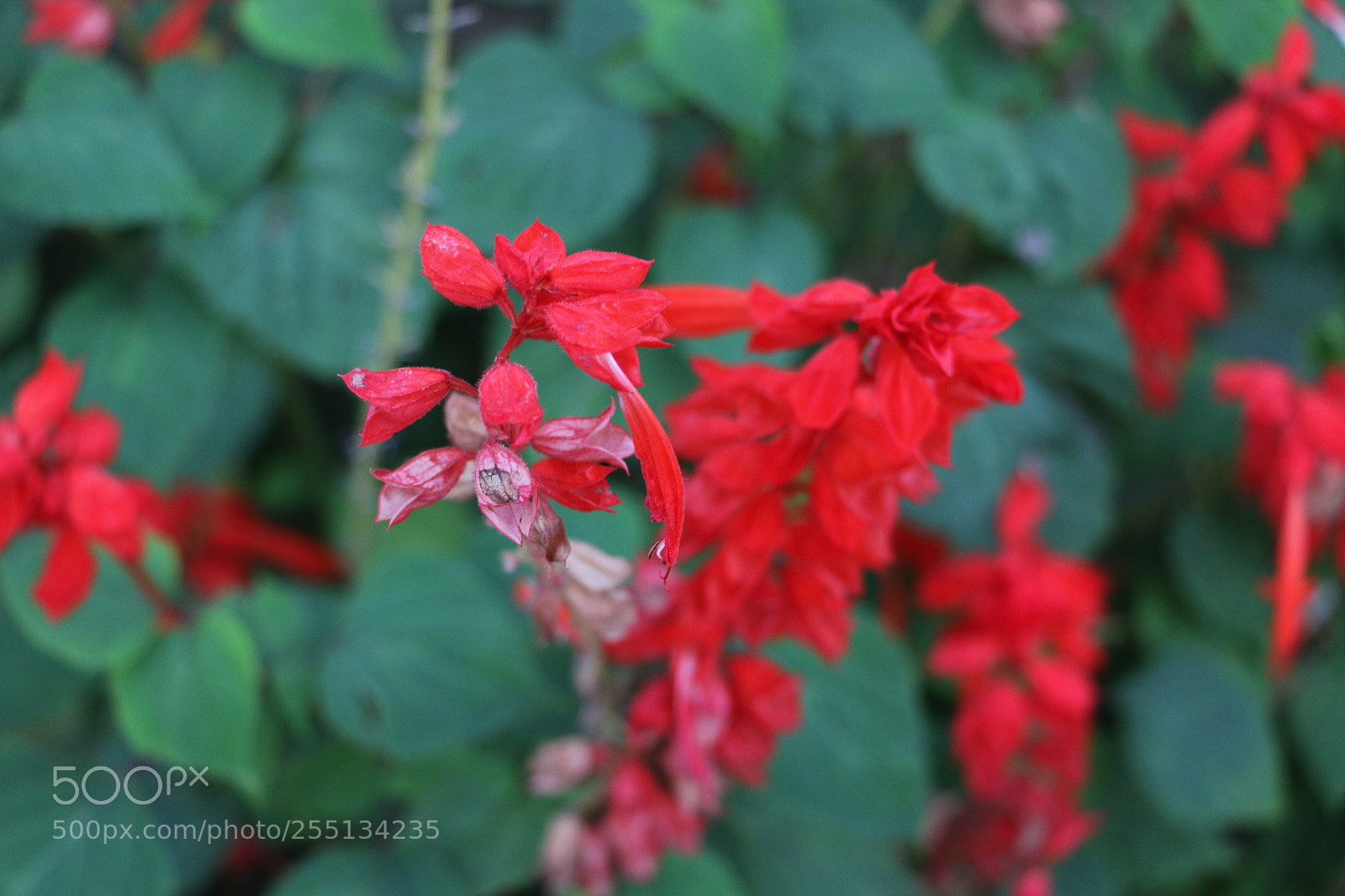 Canon EOS 70D sample photo. Flowers photography