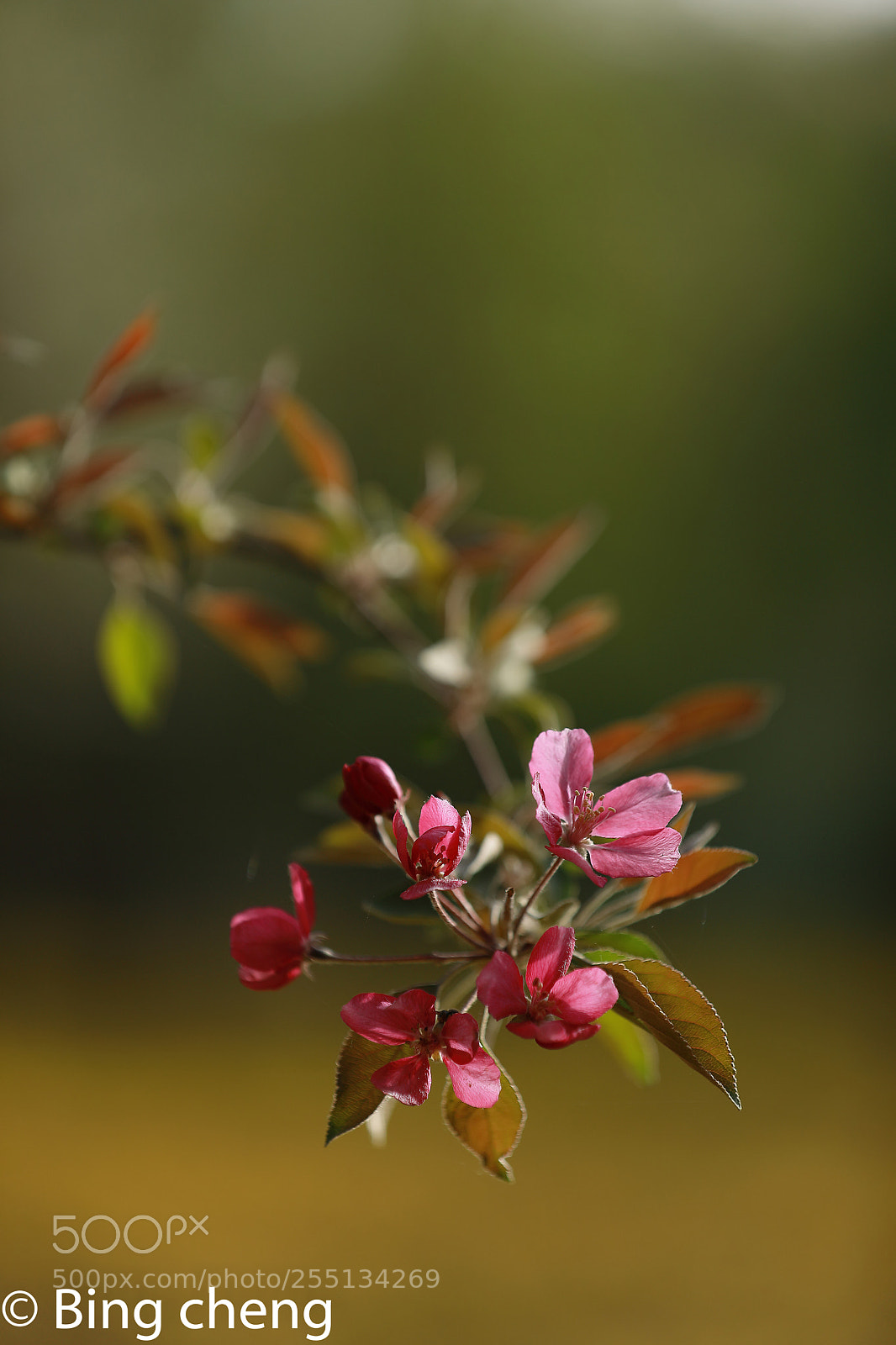 Canon EOS 5D Mark IV sample photo. _b8a8634-1.jpg photography