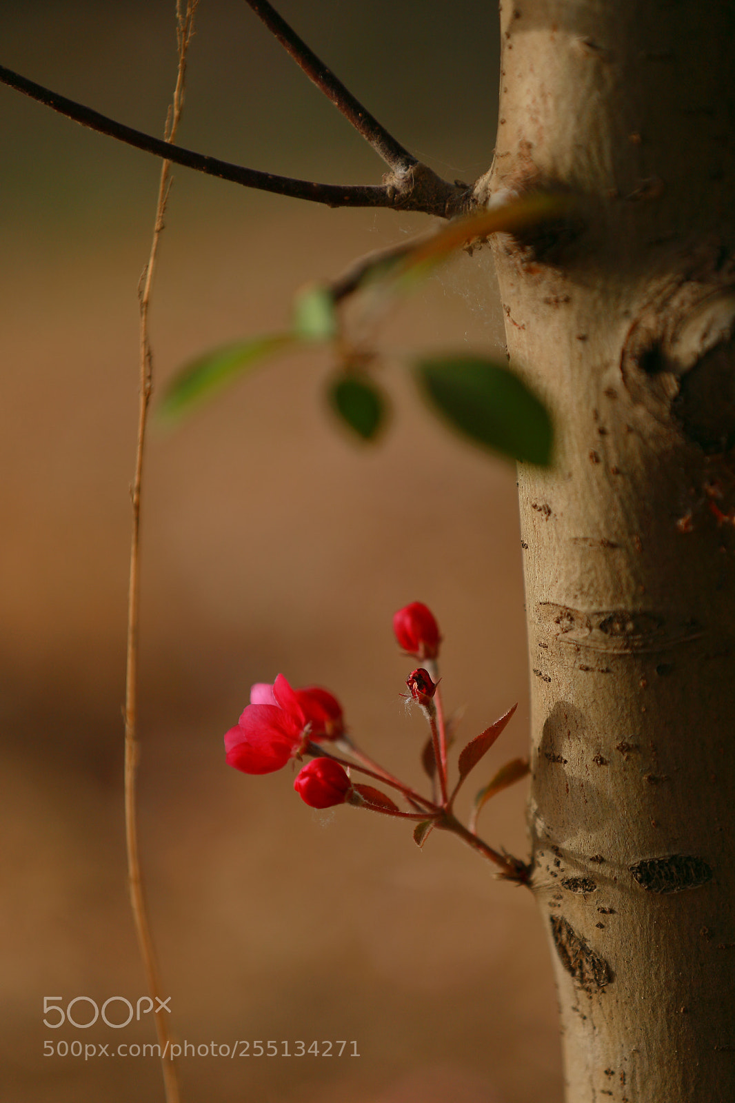 Canon EOS 5D Mark IV sample photo. Ba photography
