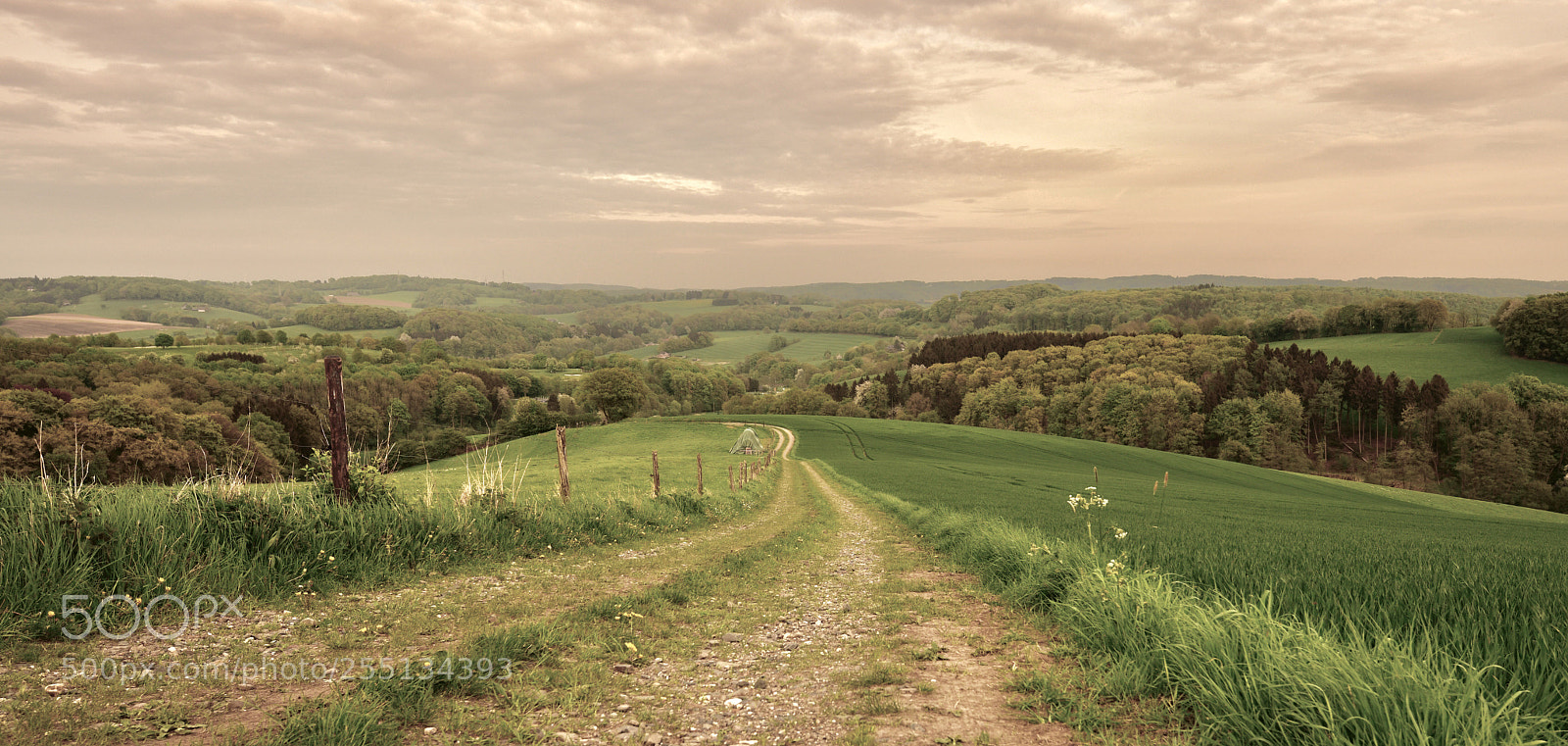 Nikon D850 sample photo. Road separates fields photography