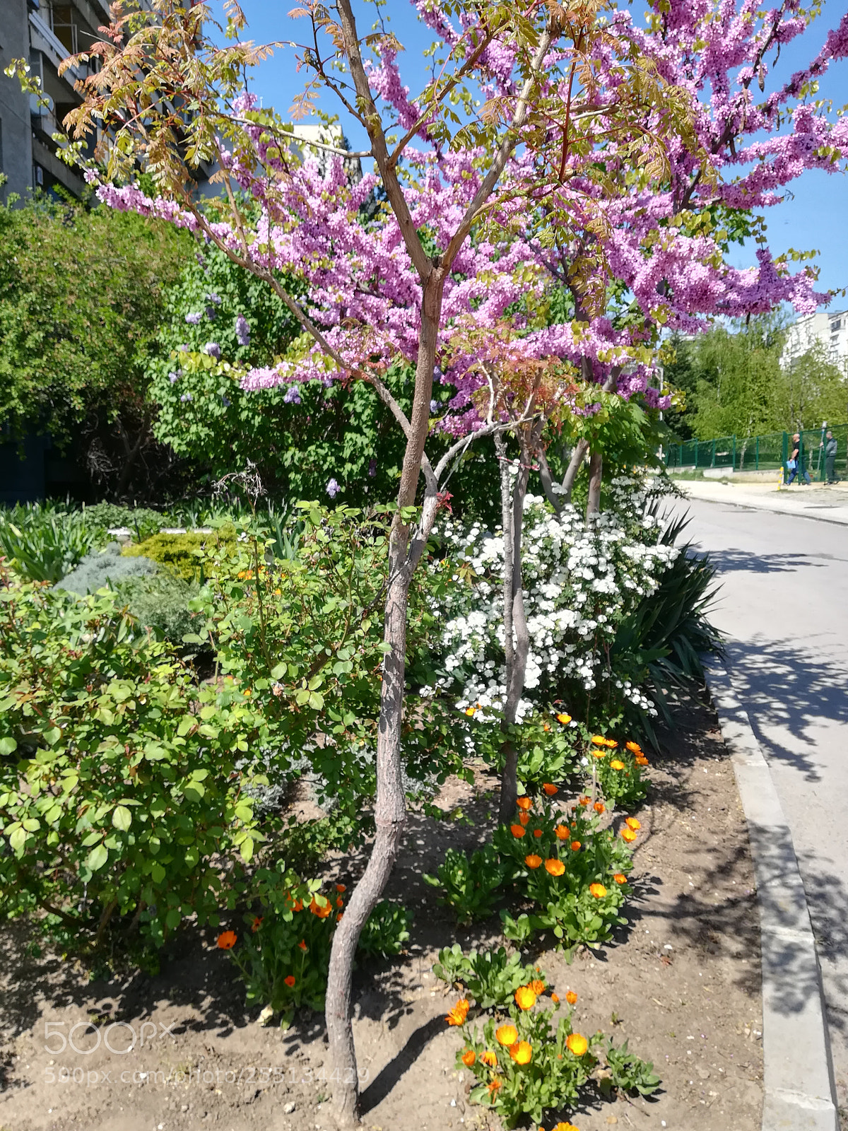 HUAWEI P10 lite sample photo. In bloom photography