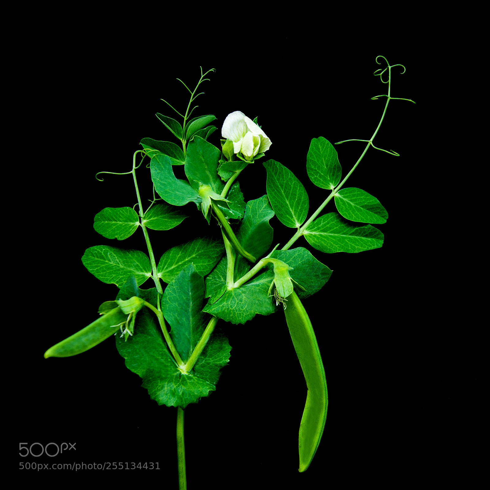 Nikon D90 sample photo. Green peas on a photography