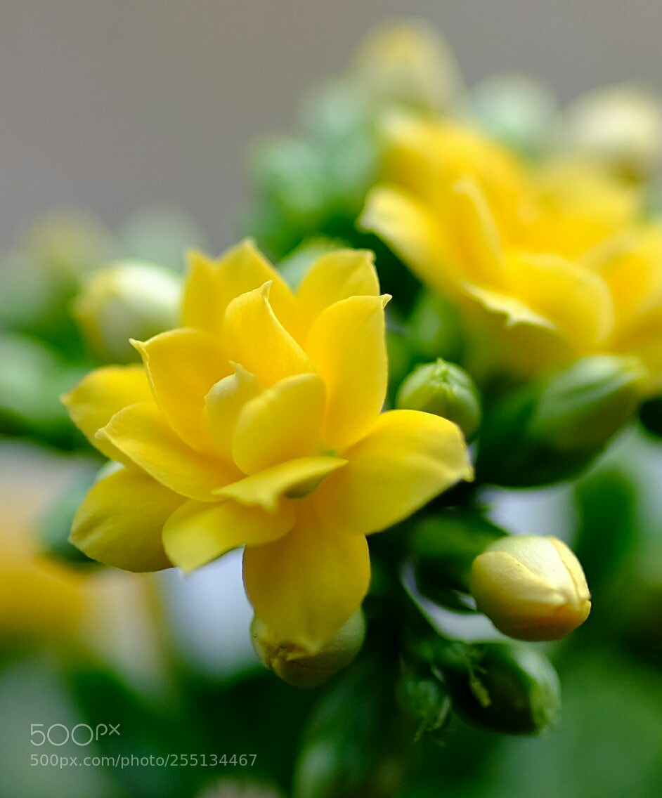Fujifilm X-T2 sample photo. 我们这里叫长寿花，花朵很小，但花期很长，很耐看。 photography