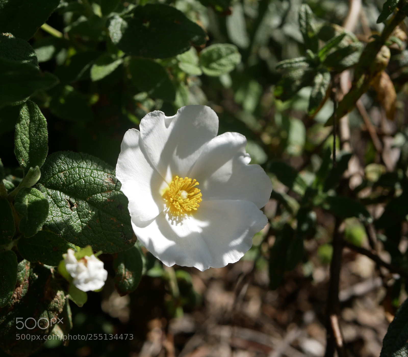 Panasonic Lumix DMC-GX85 (Lumix DMC-GX80 / Lumix DMC-GX7 Mark II) sample photo. Untitled photography