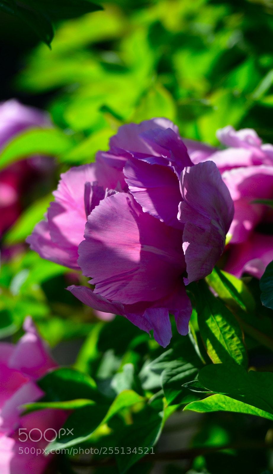 Nikon D800 sample photo. 景山牡丹 photography