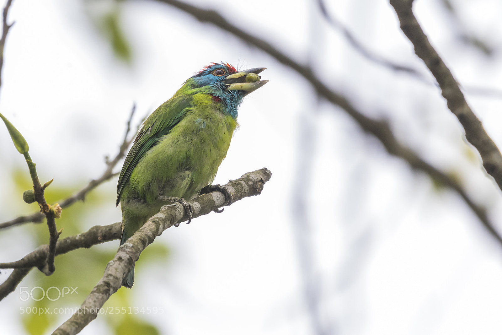 Canon EOS 80D sample photo. The blue-throated barbet photography
