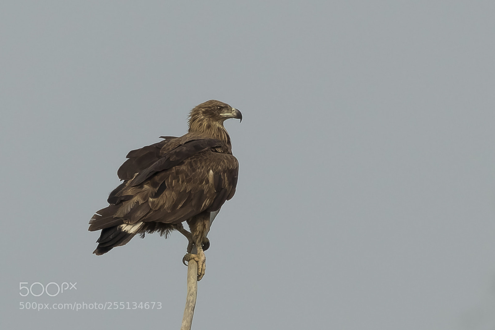 Canon EOS 80D sample photo. Pallas's fish-eagle photography