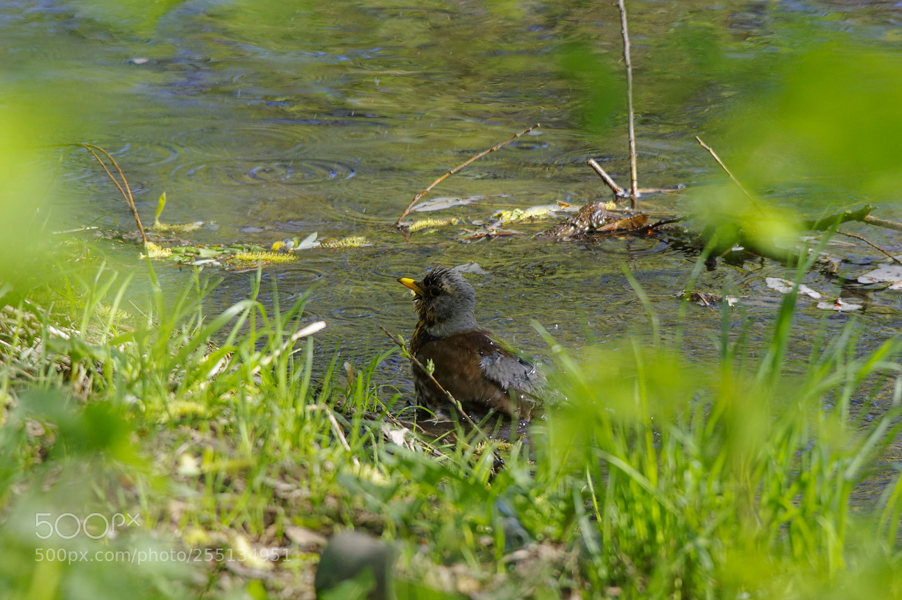 Pentax K-3 sample photo. Morning baths photography
