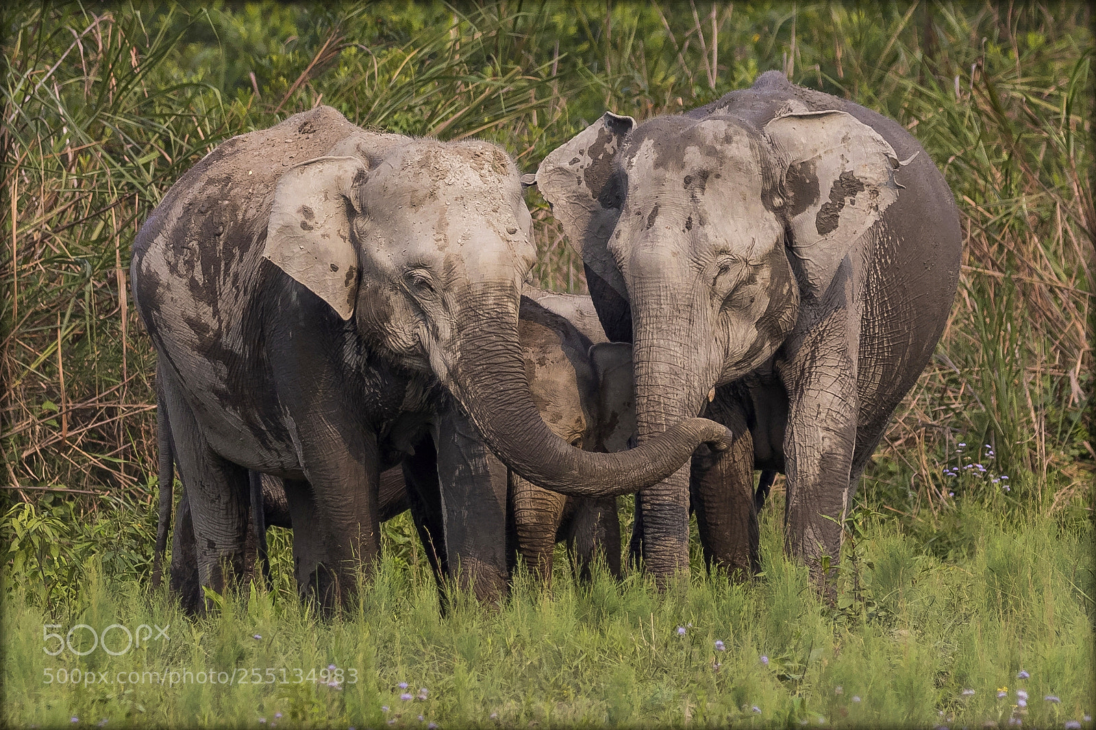 Canon EOS 80D sample photo. The indian elephant family photography