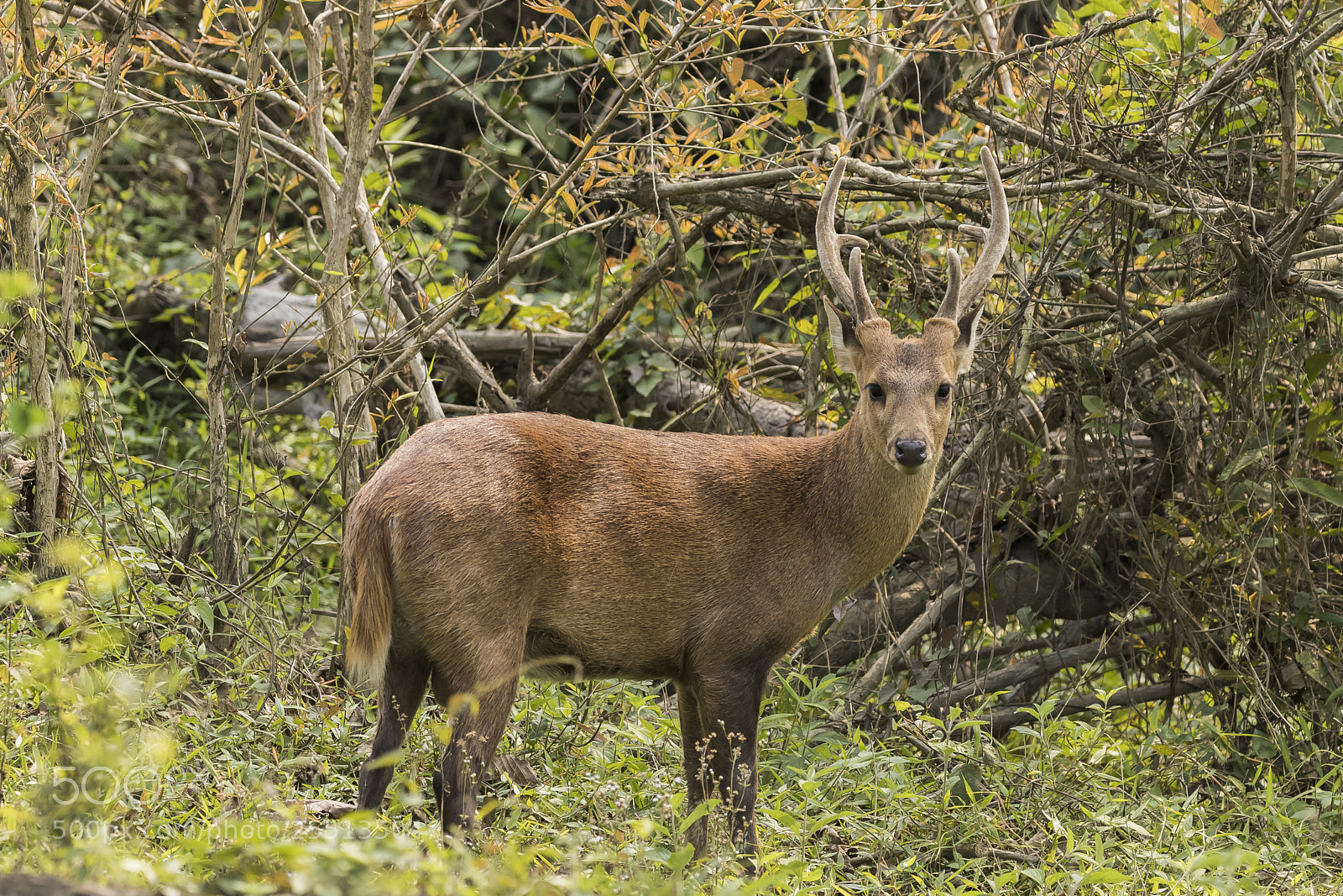 Canon EOS 80D sample photo. Indian hog deer photography