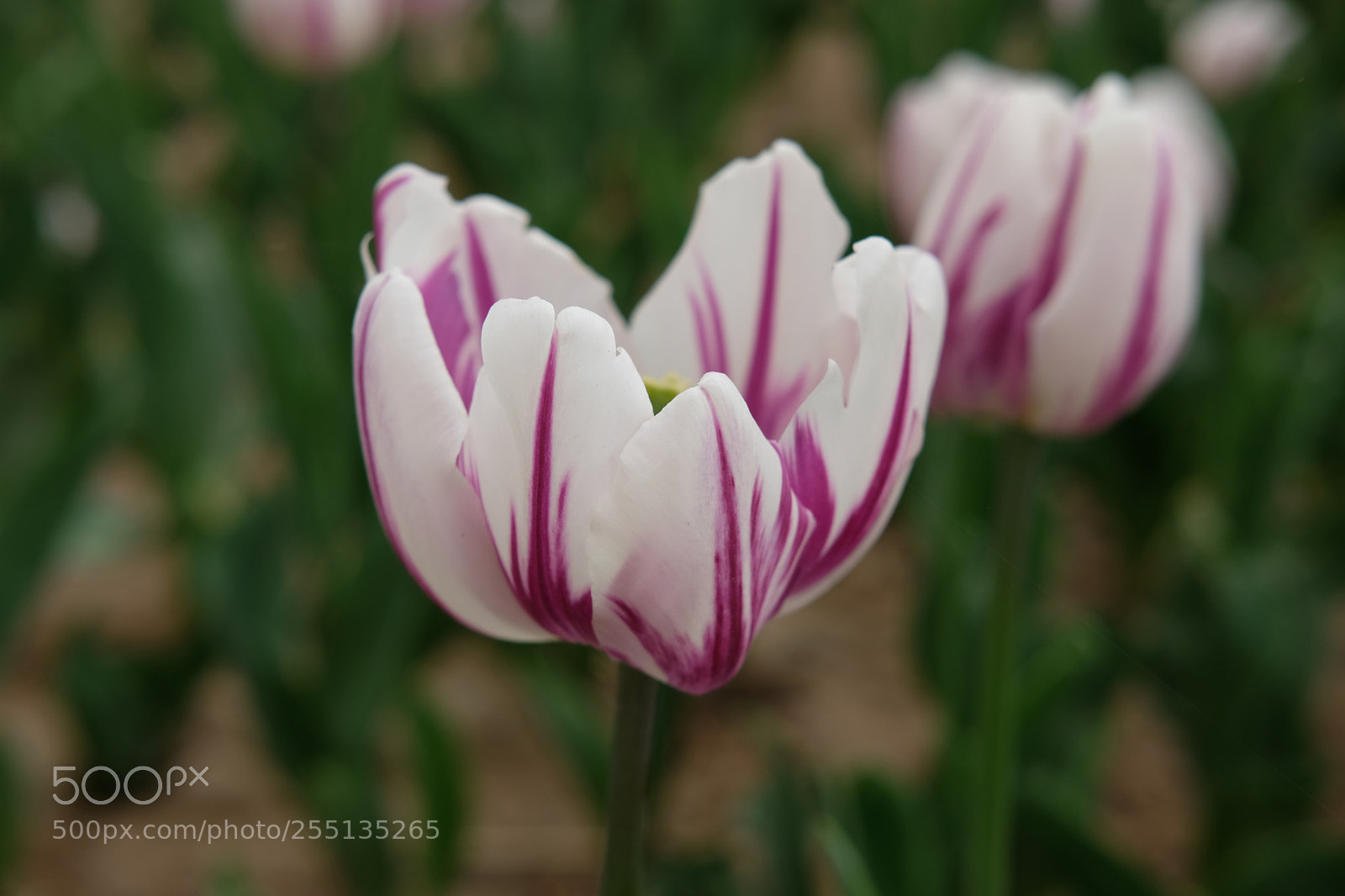 Fujifilm X-T2 sample photo. Untitled photography