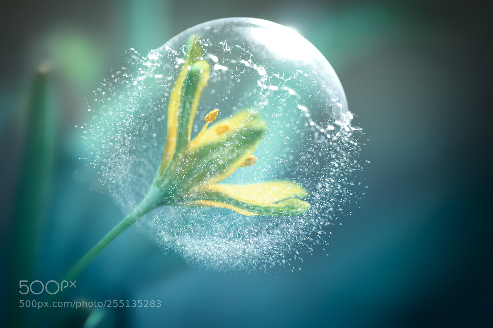 Nikon D300 sample photo. Bubble photography