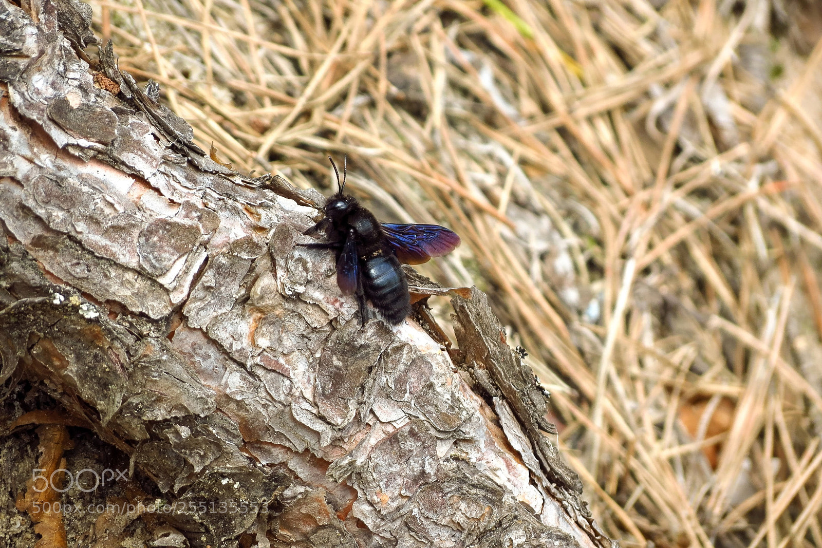Canon PowerShot SX40 HS sample photo. Violet carpenter bee photography