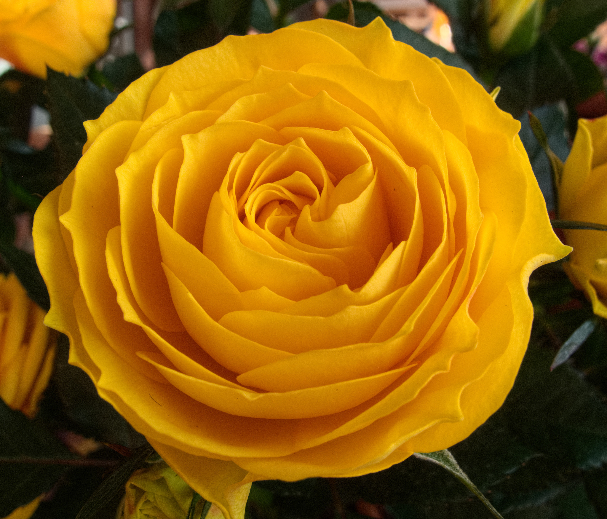 Canon PowerShot G10 sample photo. ...yellow beauty photography