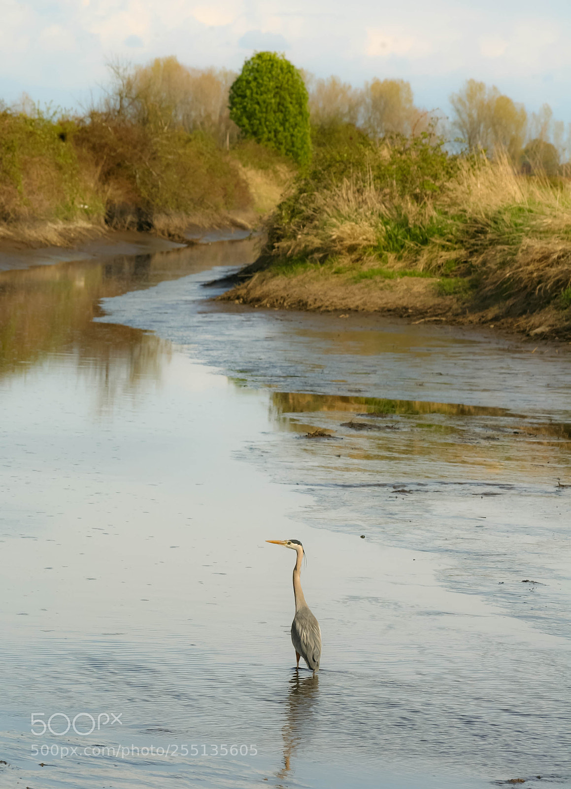 Canon EOS 5D sample photo. Blue heron in delta photography