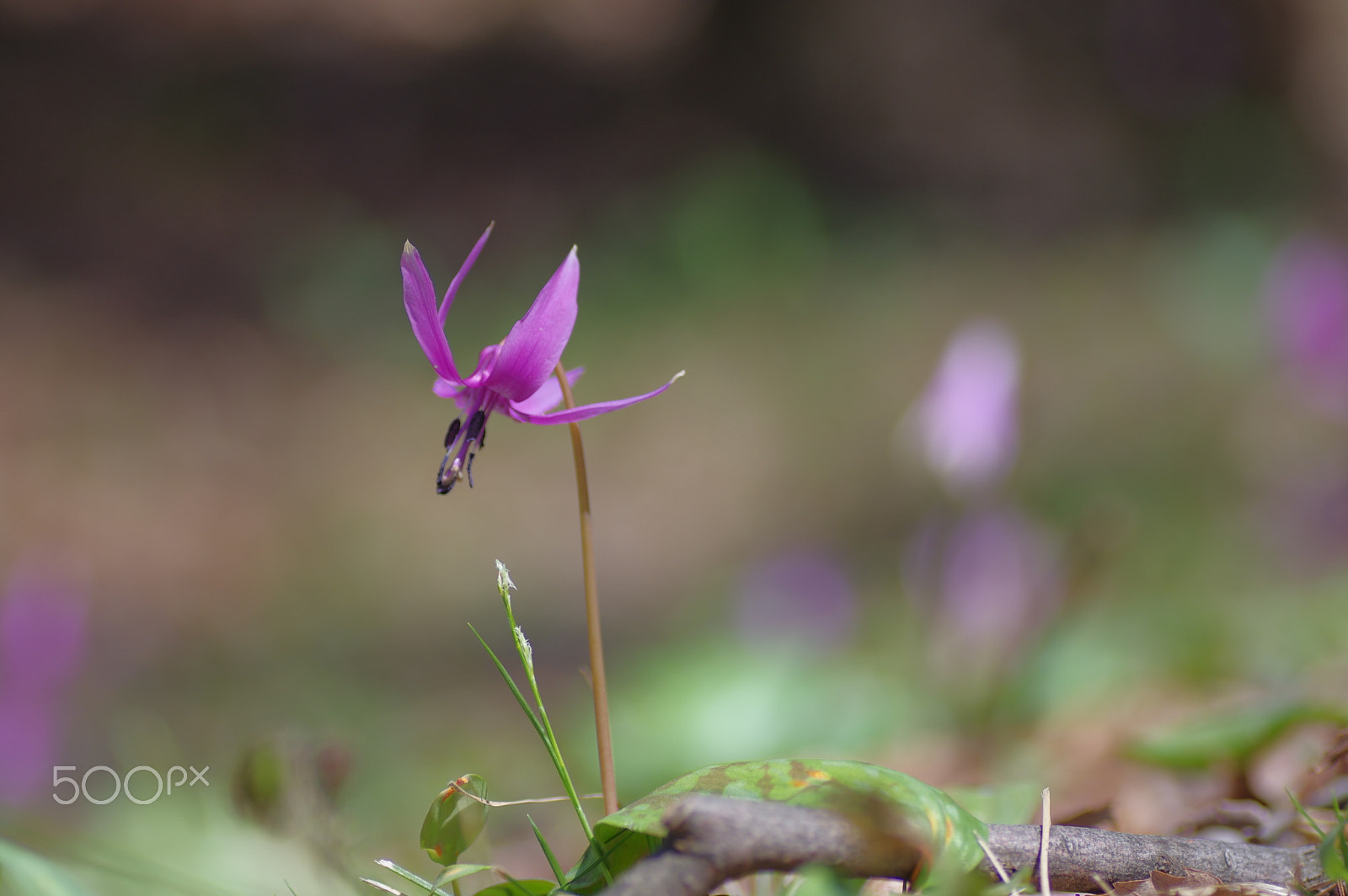 Tamron SP AF 90mm F2.8 Di Macro sample photo. Spring fairy photography