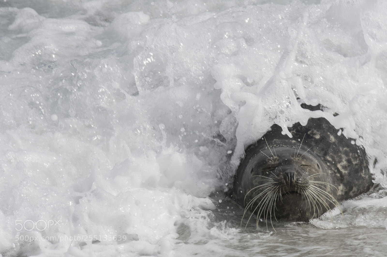 Nikon D500 sample photo. Seal being hit by photography