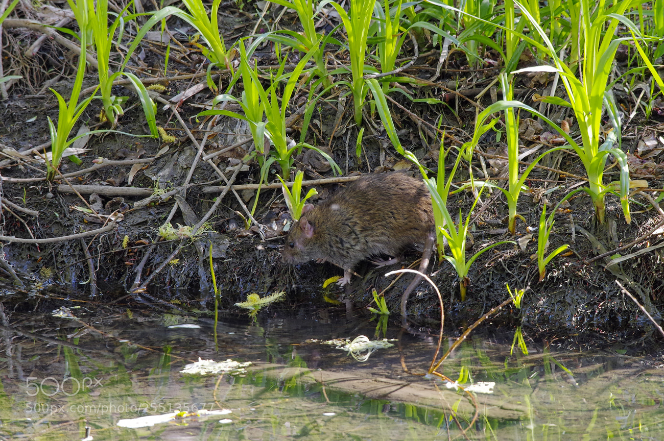Pentax K-3 sample photo. Water criss ( arvicola amphibius) photography
