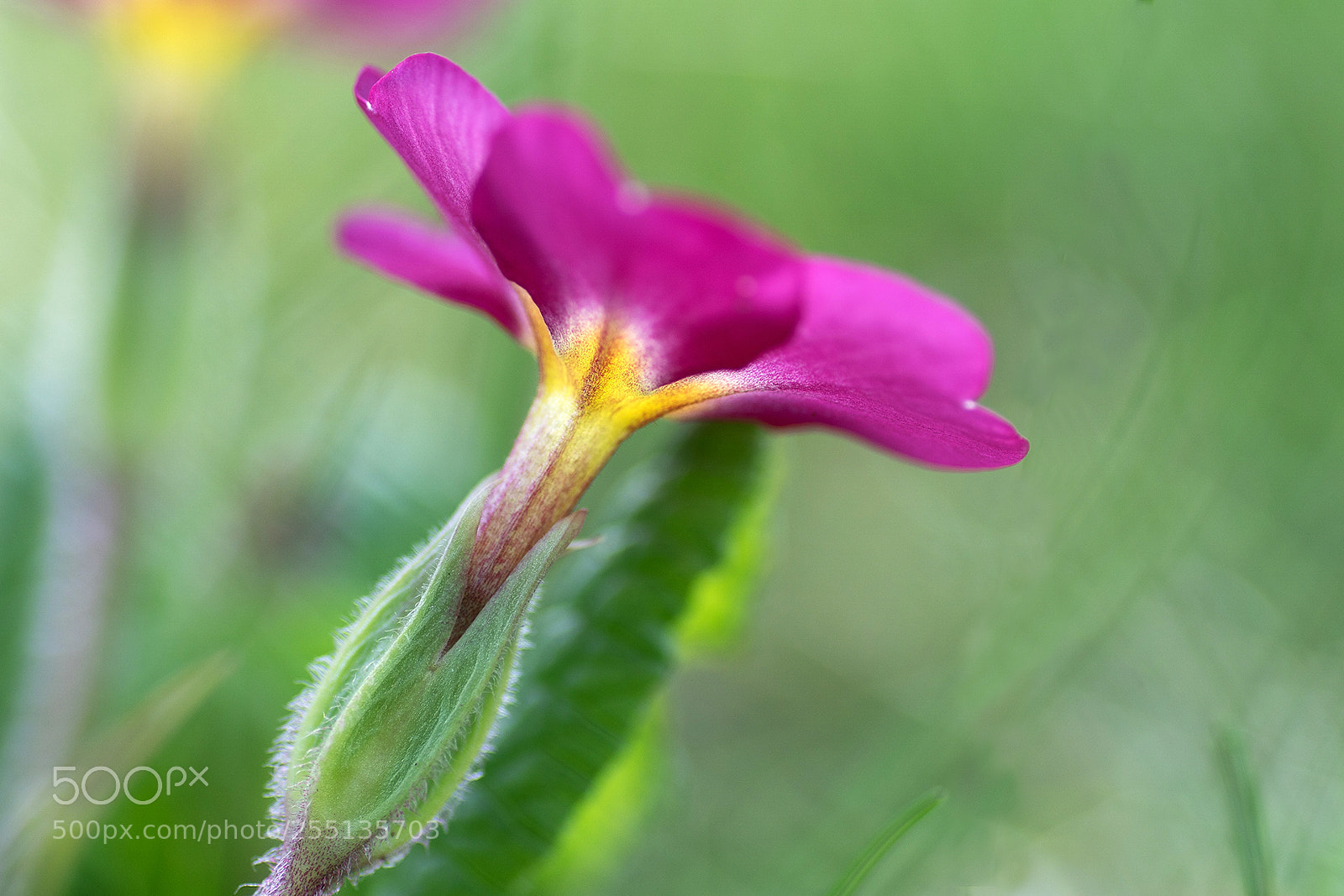 Sony ILCA-77M2 sample photo. Primevere photography