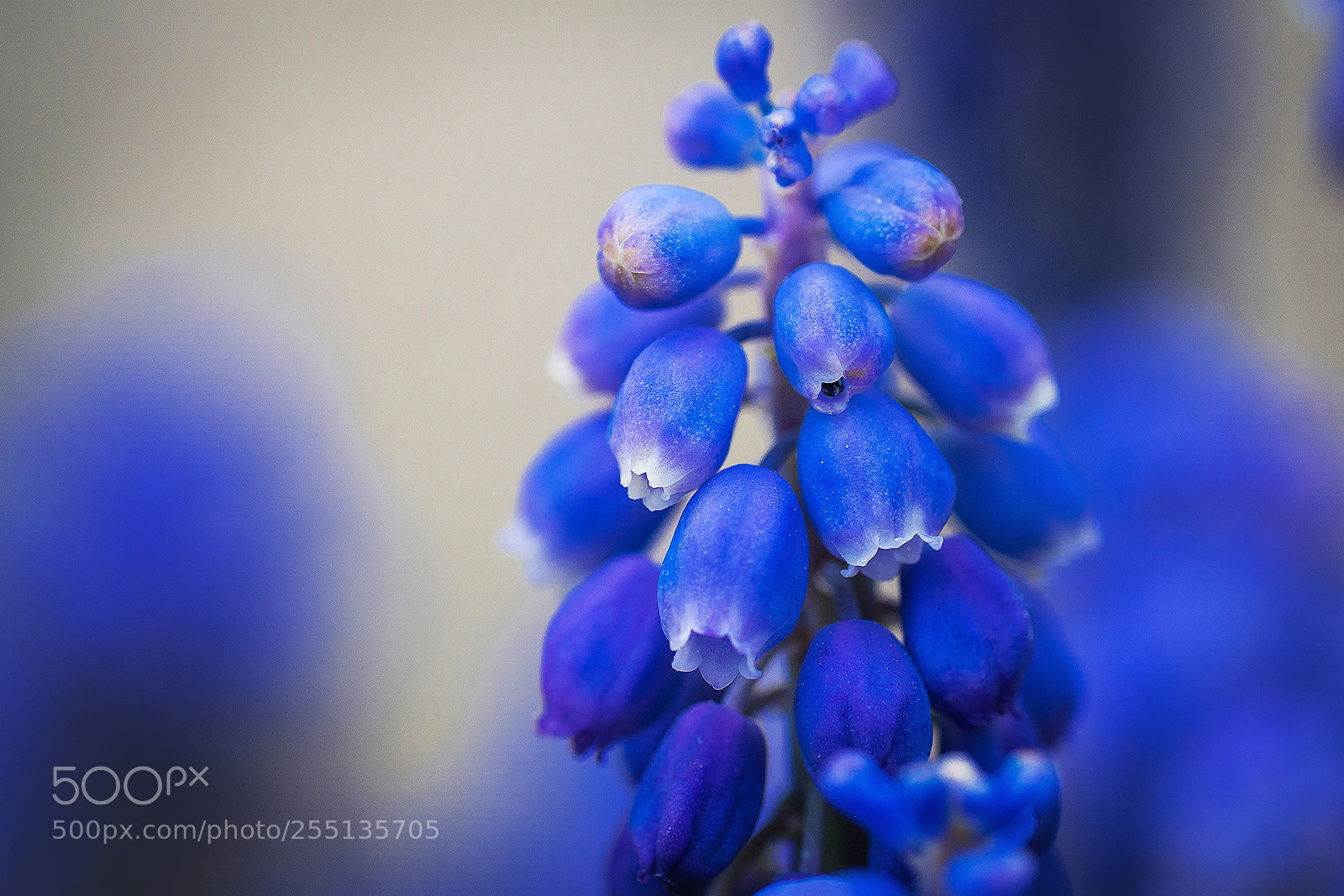 Sony ILCA-77M2 sample photo. Muscari photography