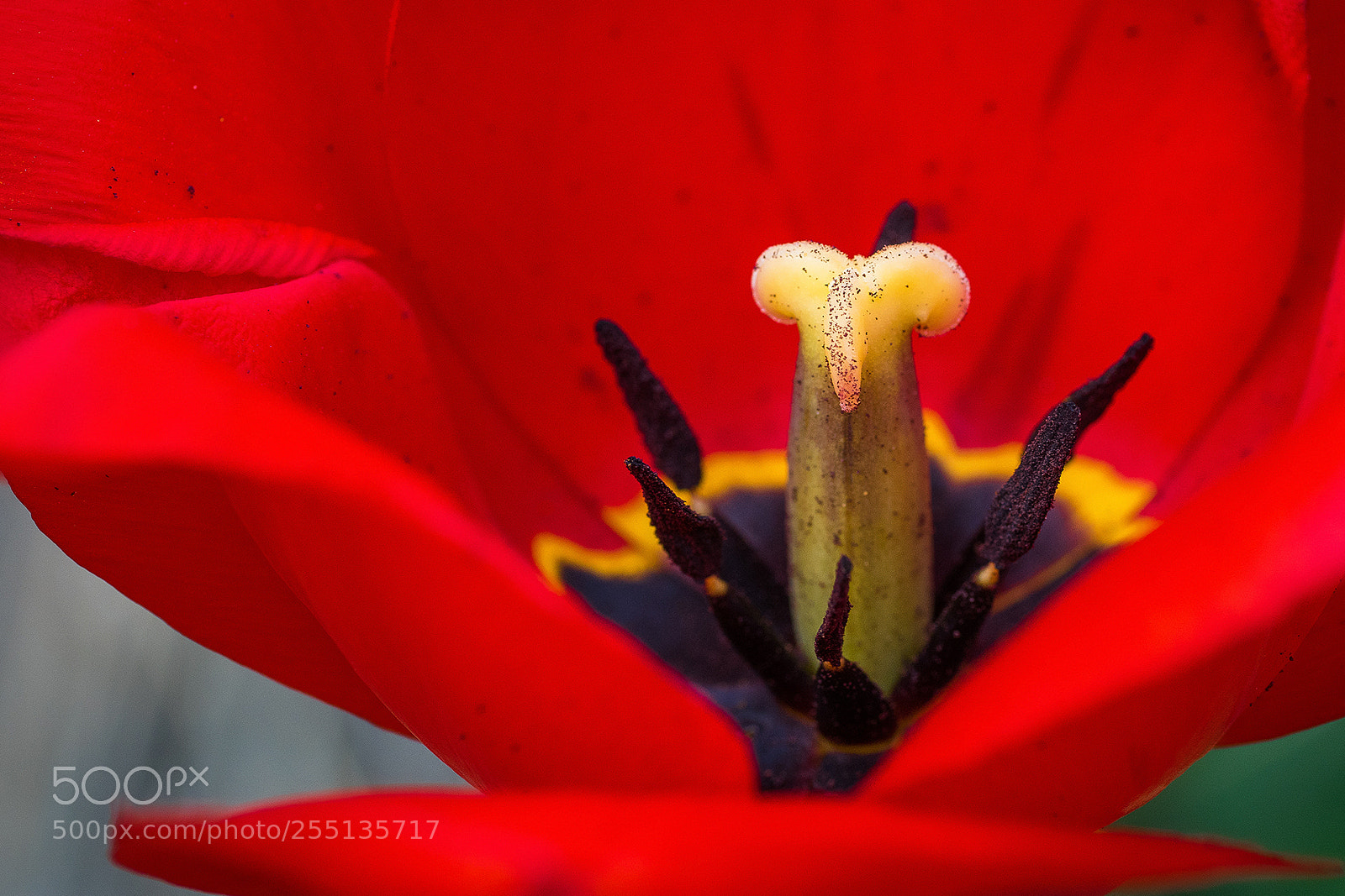 Sony ILCA-77M2 sample photo. Tulipe photography