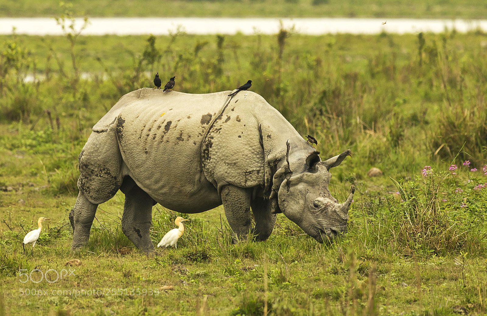 Canon EOS 80D sample photo. The indian rhinoceros photography