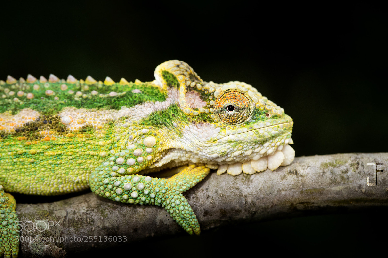 Canon EOS-1D X Mark II sample photo. Midlands dwarf chameleon photography
