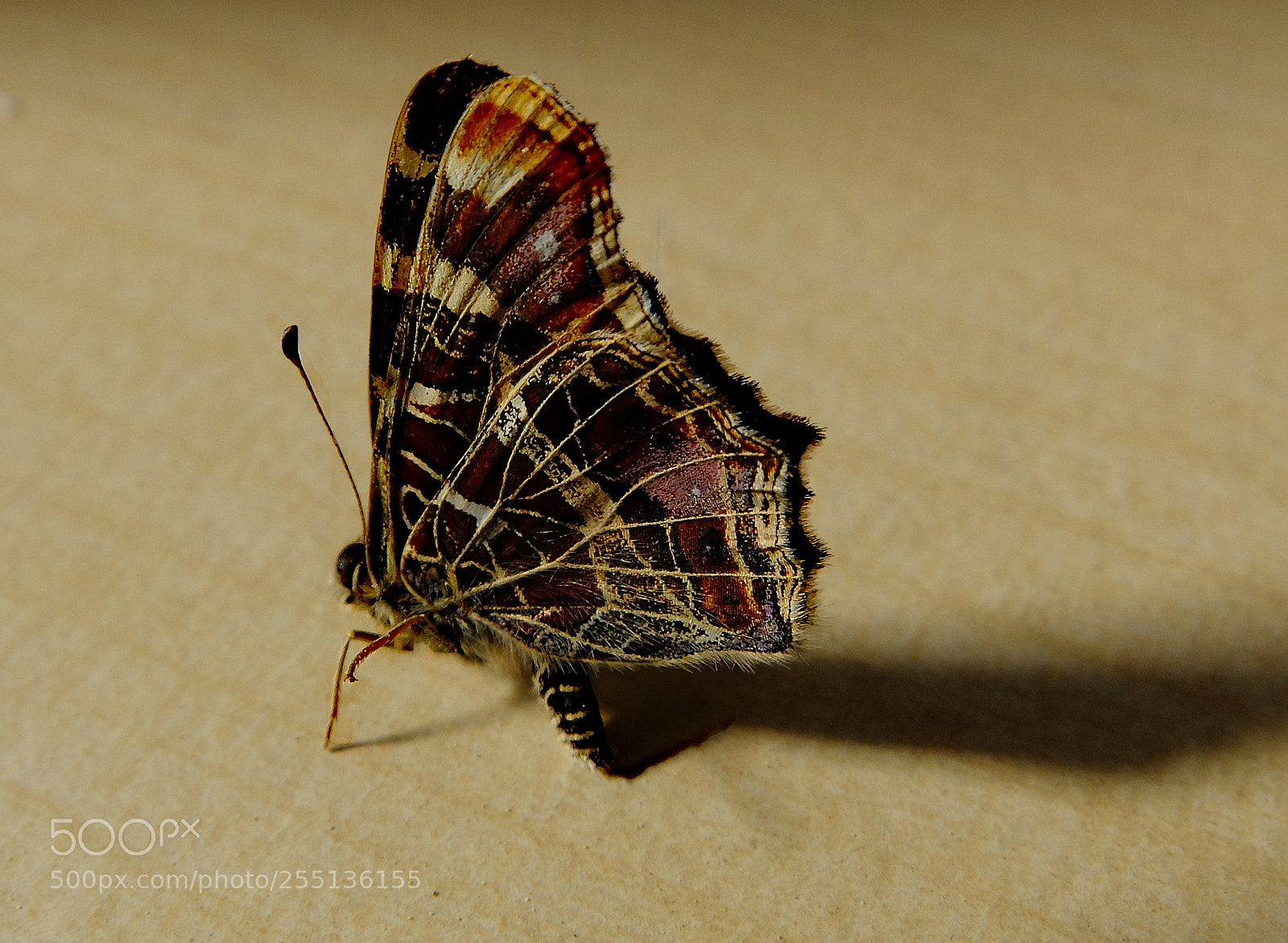 Fujifilm X30 sample photo. Papillon photography