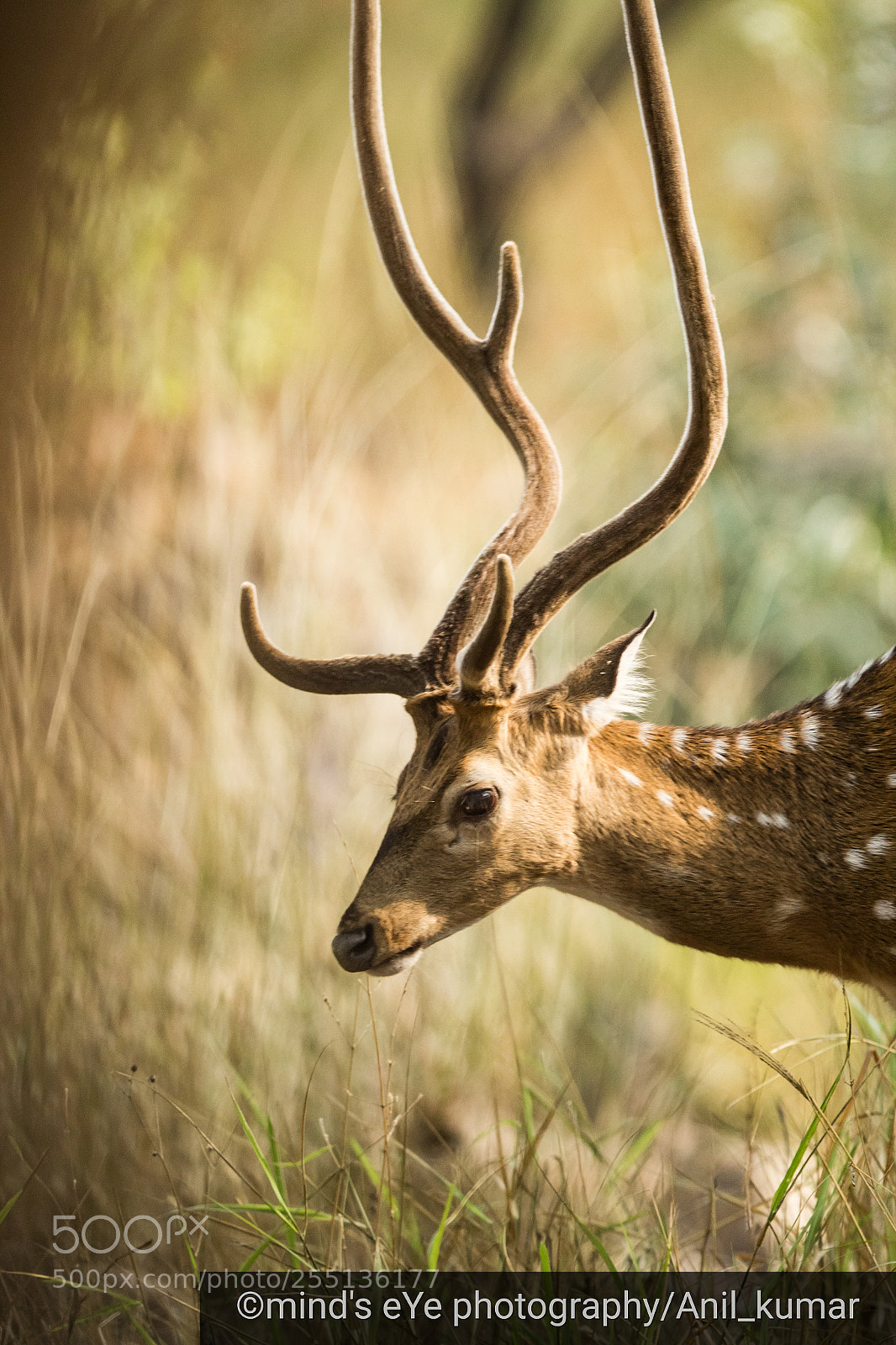 Canon EOS 60D sample photo. Deer photography