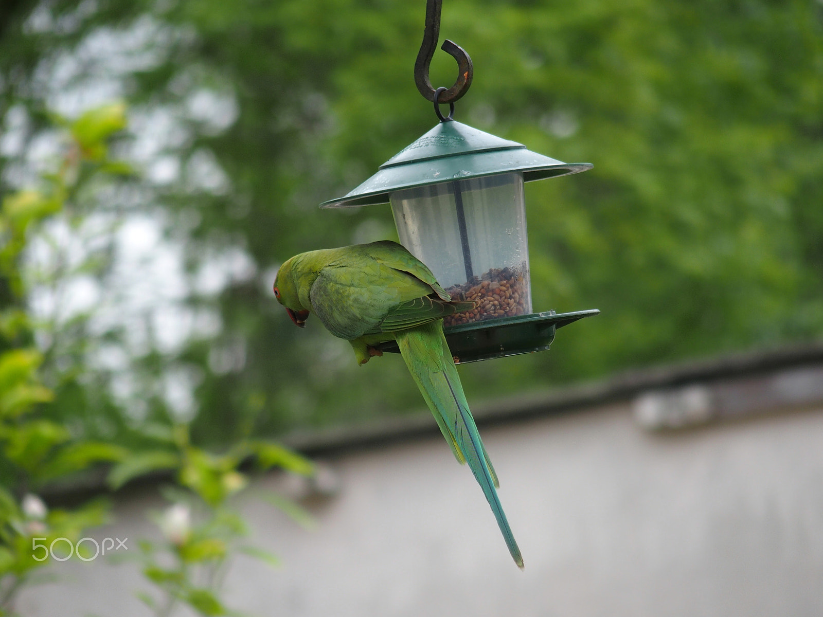 Olympus STYLUS1 sample photo. Parakeet in the garden photography